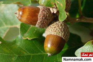 بلوط را چگونه بخوریم