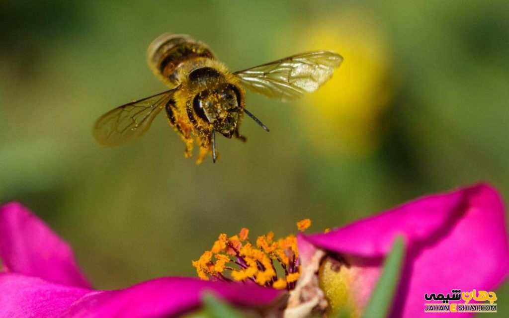 گرده افشانی چیست